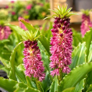 Eucomis 'Leia'